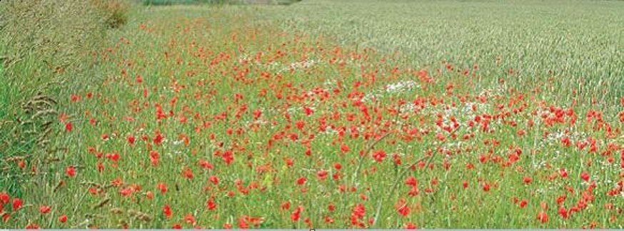 Poppies – Credit: Andrew Evans – © Plantlife Poppies – Credit: Andrew Evans – © Plantlife