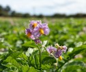 Potato fields and flower