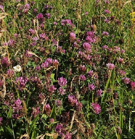 Red clover – Credit: Lorne Gill – © Scottish Natural Heritage Red clover – Credit: Lorne Gill – © Scottish Natural Heritage