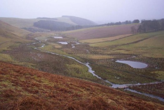 Floodplain reconnection and riparian planting in the Tweed catchment – Credit: Tweed Forum Floodplain reconnection and riparian planting in the Tweed catchment – Credit: Tweed Forum