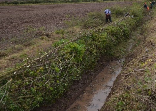 'Double brush' south of England style of hedge-laying – Credit: Tony Seymour – © TFE 2014 'Double brush' south of England style of hedge-laying – Credit: Tony Seymour – © TFE 2014