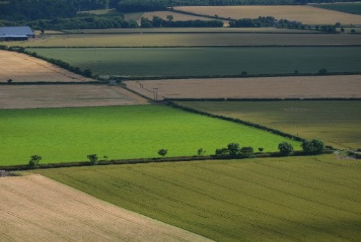 Hedgerows in an intensively farmed landscape – © Tony Seymour TFE 2014 Hedgerows in an intensively farmed landscape – © Tony Seymour TFE 2014