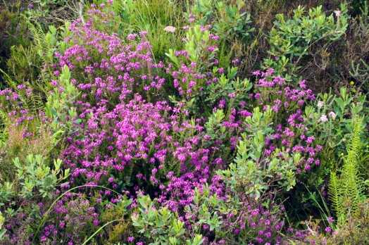 Heather – Credit: Lorne Gill – © NatureScot Heather – Credit: Lorne Gill – © NatureScot