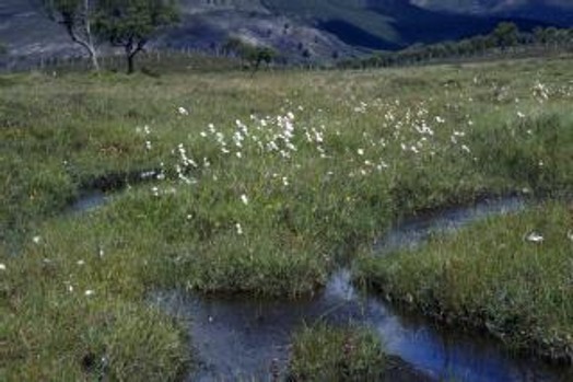 Bog vegetation – © NatureScot Bog vegetation – © NatureScot