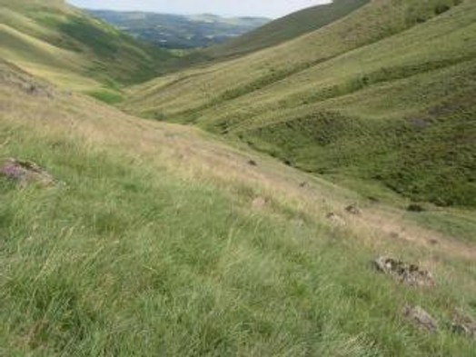 Calcareous grassland at Dollar Glen – Credit: Peter McPhail – © NatureScot Calcareous grassland at Dollar Glen – Credit: Peter McPhail – © NatureScot