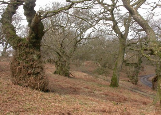 Lowland oak wood pasture – © Kate Holl, Scottish Natural Heritage Lowland oak wood pasture – © Kate Holl, Scottish Natural Heritage
