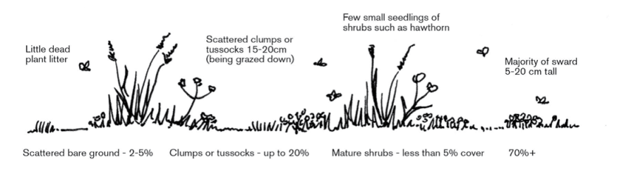 Species-rich grassland; Scottish Natural Heritage Species-rich grassland; Scottish Natural Heritage