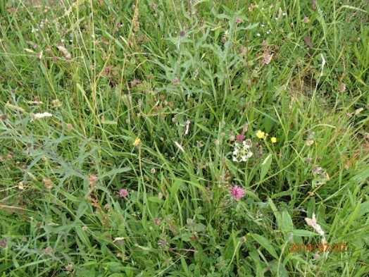Neutral grassland – © Jane MacKintosh, Scottish Natural Heritage Neutral grassland – © Jane MacKintosh, Scottish Natural Heritage