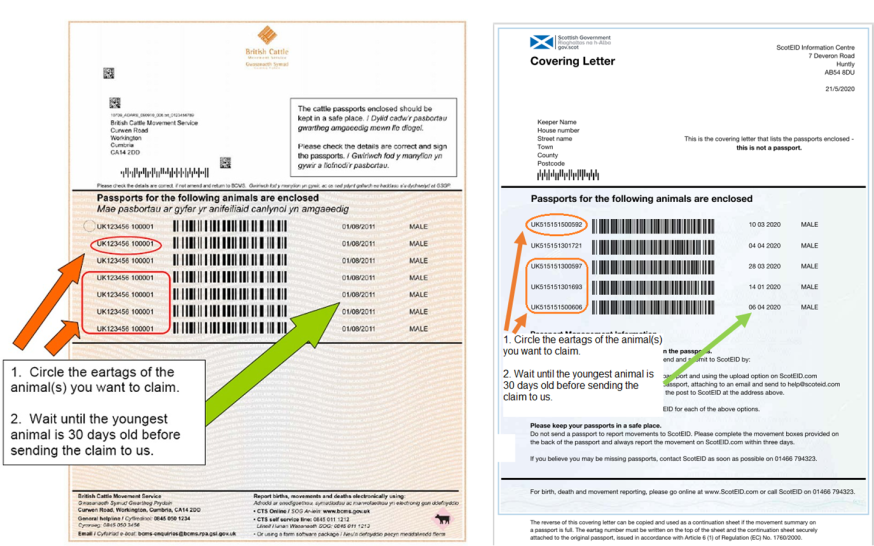 Side by side examples of how to complete the BCMS cattle passport cover letter and a ScotEID passport cover letter. Side by side examples of how to complete the BCMS cattle passport cover letter and a ScotEID passport cover letter.