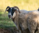 Scottish black face sheep