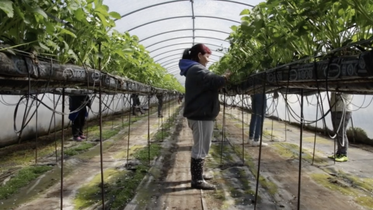 Seasonal worker Seasonal worker