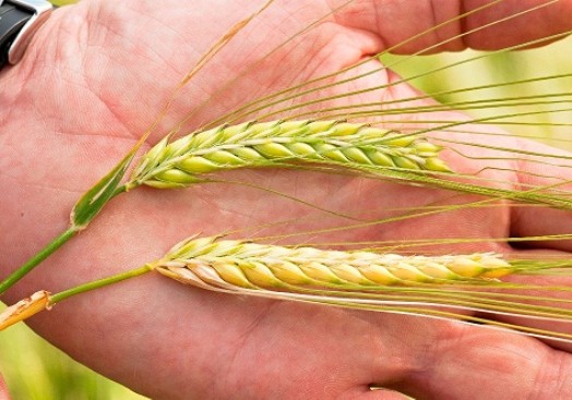 Crops being held by an inspector