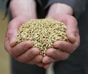 Man holding seeds with two hands 