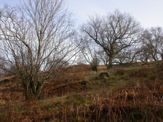 Open grown veteran oaks in upland wood pasture – © Kate Holl, Scottish Natural Heritage Open grown veteran oaks in upland wood pasture – © Kate Holl, Scottish Natural Heritage