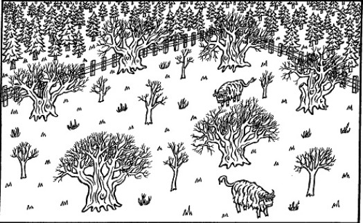 Ancient wood pastures are maintained by grazing – © Scottish Natural Heritage Ancient wood pastures are maintained by grazing – © Scottish Natural Heritage