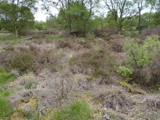 Lowland heath – © Graham Sullivan, NatureScot Lowland heath – © Graham Sullivan, NatureScot