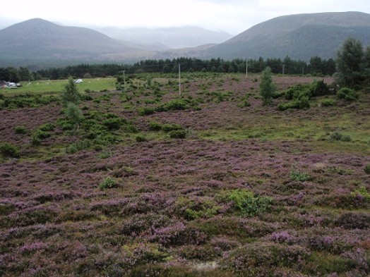 Special interest heath – © Graham Sullivan, NatureScot Special interest heath – © Graham Sullivan, NatureScot