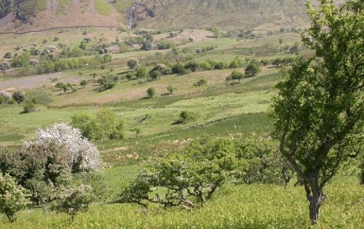 Hawthorn 'savanna' scrub in Aber Valley, Wales – © Kate Holl, Scottish Natural Heritage Hawthorn 'savanna' scrub in Aber Valley, Wales – © Kate Holl, Scottish Natural Heritage
