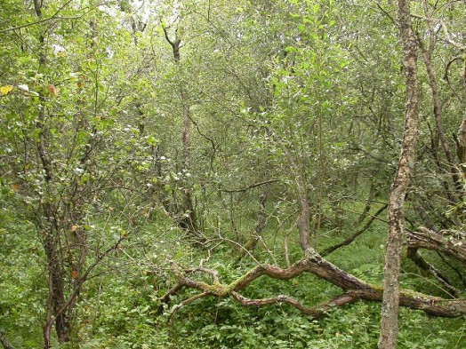 Willow scrub in Hermand Birchwood, SWT reserve – © Kate Holl, Scottish Natural Heritage Willow scrub in Hermand Birchwood, SWT reserve – © Kate Holl, Scottish Natural Heritage