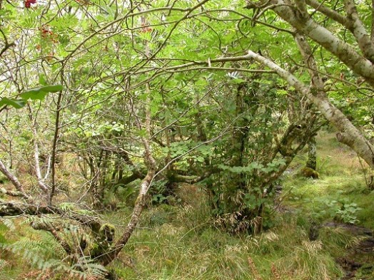Atlantic hazel – © Kate Holl, Scottish Natural Heritage Atlantic hazel – © Kate Holl, Scottish Natural Heritage