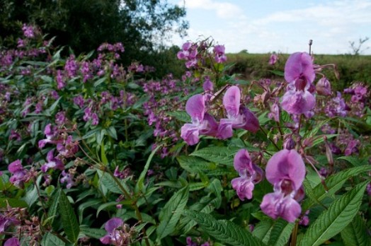Himalayan balsam in woodland - Credit: NNSS - © Crown Copyright 2009 Himalayan balsam in woodland - Credit: NNSS - © Crown Copyright 2009