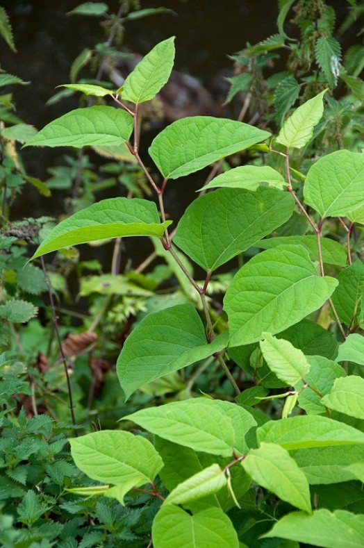 Japanese knotweed: zig-zag stem - Credit: NNSS - © Crown Copyright 2009 Japanese knotweed: zig-zag stem - Credit: NNSS - © Crown Copyright 2009