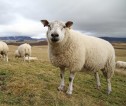 Sheep on hill