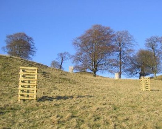 Replacing wood pasture with young trees protected by post and rail fencing – © The Borders Forest Trust Replacing wood pasture with young trees protected by post and rail fencing – © The Borders Forest Trust
