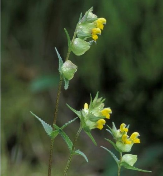 Yellow rattle – © Laurie Campbell, Scottish Natural Heritage Yellow rattle – © Laurie Campbell, Scottish Natural Heritage