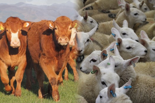 Beef and sheep farmers can apply for share of £38 million. Beef and sheep farmers can apply for share of £38 million.