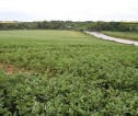 Crop field