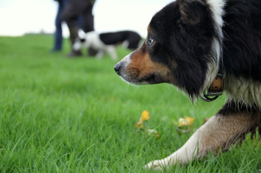 A consultation on whether electronic training collars for cats and dogs should be regulated or banned in Scotland has been launched today (Friday November 6, 2015) A consultation on whether electronic training collars for cats and dogs should be regulated or banned in Scotland has been launched today (Friday November 6, 2015)