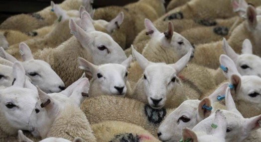 Payments under the new Scottish Upland Sheep Support Scheme (SUSSS) are about to start, Rural Economy Secretary Fergus Ewing has confirmed. Payments under the new Scottish Upland Sheep Support Scheme (SUSSS) are about to start, Rural Economy Secretary Fergus Ewing has confirmed.