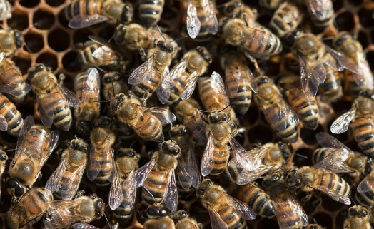 Introduction to beekeeping